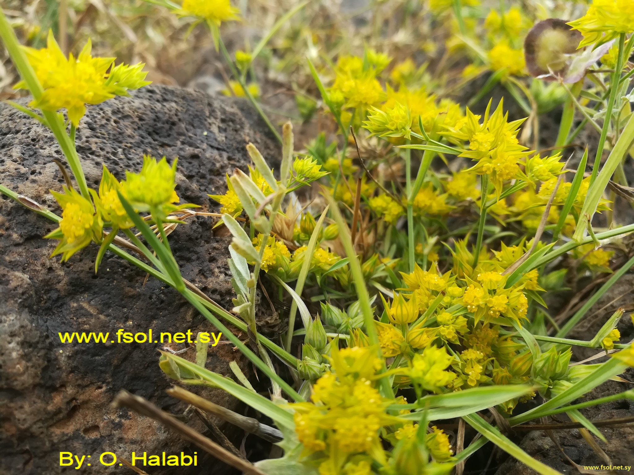 Bupleurum nodiflorum Sm in Sibth.